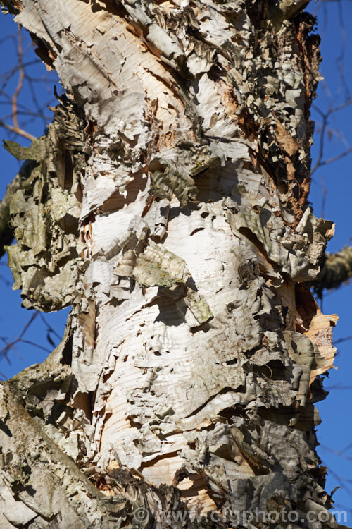 The bark of Betula 'Fetisowii', a Central Asian hybrid birch of unknown parentage. It is notable for it white bark, which peels away in large strips to reveal a warm pinkish-brown layer beneath. betula-2077htm'>Betula. <a href='betulaceae-plant-family-photoshtml'>Betulaceae</a>.