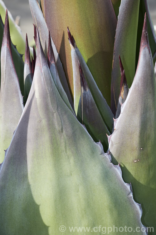 Leaves tips clustered around the developing flower spike of Parry's Agave or Mescal. Agave (<i>Agave parryi</i>), a monocarpic evergreen succulent native to Arizona, New Mexico and nearby parts of northern Mexico. The flower spike can grow to 4m tall Order: Asparagales, Family: Asparagaceae