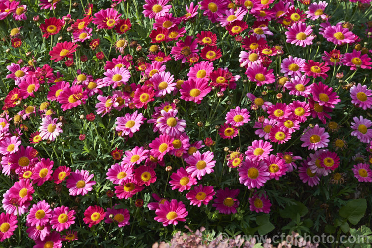 Argyranthemum frutescens 'Madeira Deep Pink', one of the Madeira strain of Marguerite. Daisies. It forms a compact mound smothered in flowers and grows to around 50cm high x 75cm wide. The main blooming period is spring to early summer but it will often have a second flush in autumn and is seldom without flower. Order: Asterales, Family: Asteraceae