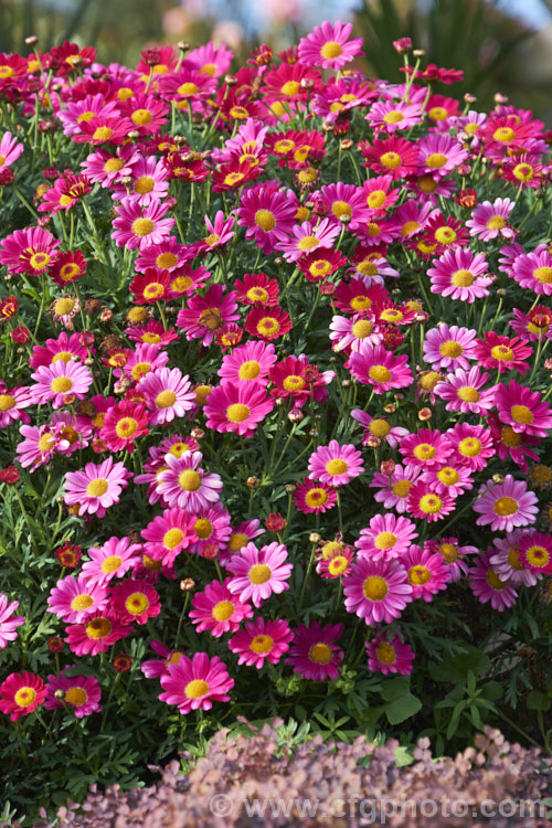 Argyranthemum frutescens 'Madeira Deep Pink', one of the Madeira strain of Marguerite. Daisies. It forms a compact mound smothered in flowers and grows to around 50cm high x 75cm wide. The main blooming period is spring to early summer but it will often have a second flush in autumn and is seldom without flower. Order: Asterales, Family: Asteraceae