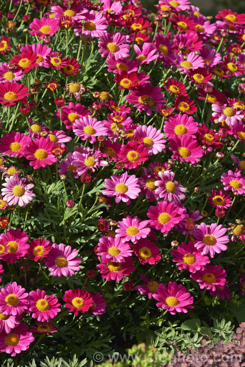 Argyranthemum frutescens 'Madeira Deep Pink', one of the Madeira strain of Marguerite. Daisies. It forms a compact mound smothered in flowers and grows to around 50cm high x 75cm wide. The main blooming period is spring to early summer but it will often have a second flush in autumn and is seldom without flower. Order: Asterales, Family: Asteraceae