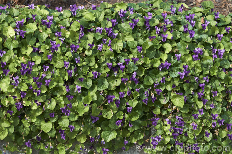 Sweet Violet (<i>Viola odorata</i>), a low-growing, stoloniferous, spring-flowering. European perennial. The flowers are sweetly scented and the fragrance is widely used in perfumes. viola-2165htm'>Viola. <a href='violaceae-plant-family-photoshtml'>Violaceae</a>.