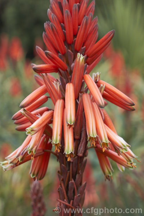 Aloe 'Big. Brass', a hybrid aloe that is among the first to flower, usually being in flower from midwinter. The foliage and flowers are like that of an oversized. Aloe arborescens, but the inflorescence is branched. Order: Asparagales, Family: Asphodelaceae