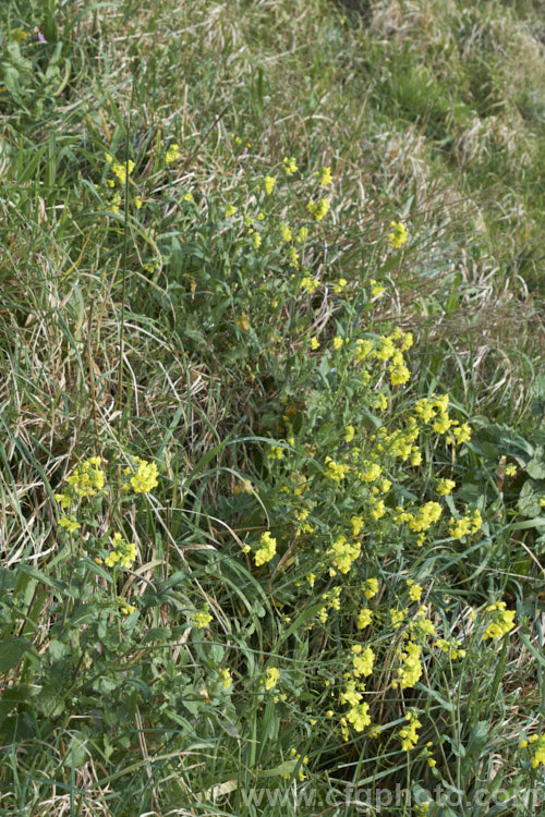 Broccoli (<i>Brassica oleracea - Botrytis Group</i>), a cabbage family vegetable grown for its edible flower bud head. Broccoli is widely regarded as the most nutritious of the brassicas. Order: Brassicales, Family: Brassicaceae