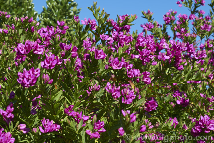 Polygala myrtifolia var. grandiflora, the commonly cultivated large-flowered form of an evergreen shrub native to South Africa. It is an almost continuous-flowering, spreading bush up to 25m high and wide. Despite the superficial similarities of the flowers, it is not in the pea family (<i>Fabaceae</i>) but its own family, the Polygalaceae. Order: Fabales, Family: Polygalaceae