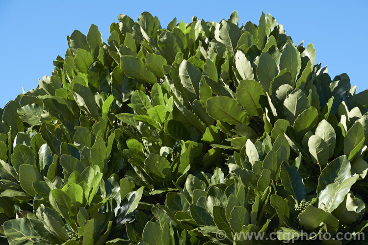 Puka or Pukanui (<i>Meryta sinclairii</i>), a very large-leaved evergreen tree native to islands of the northern coasts of New Zealand. The tree grows to around 6m tall with leaves over 40cm long. meryta-3143htm'>Meryta. Order: Apiales, Family: Araliaceae