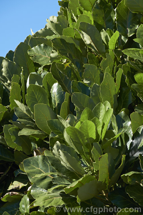 Puka or Pukanui (<i>Meryta sinclairii</i>), a very large-leaved evergreen tree native to islands of the northern coasts of New Zealand. The tree grows to around 6m tall with leaves over 40cm long. meryta-3143htm'>Meryta. Order: Apiales, Family: Araliaceae