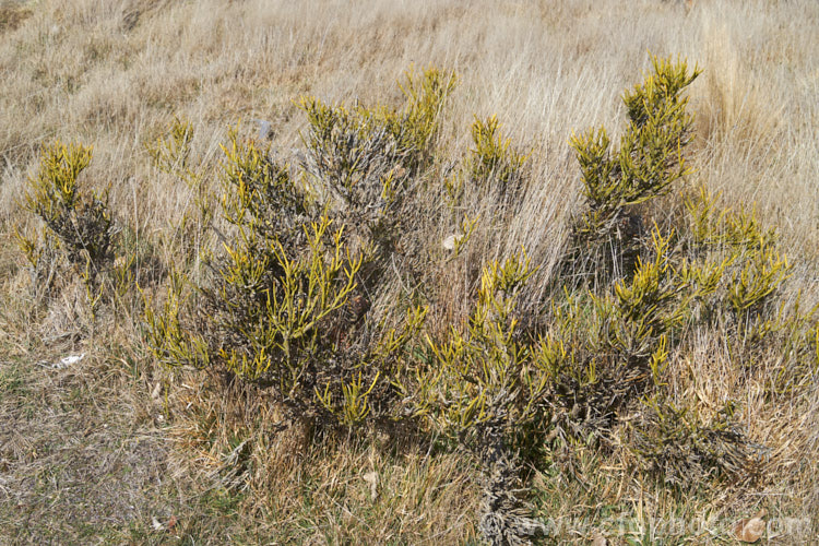 Desert Broom (<i>Carmichaelia petriei</i>), a leafless, summer-blooming shrub that occurs naturally in cold, dry inland areas of New Zealand's South Island from Lake. Pukaki to central Otago and Southland. Its clusters of small, purple and cream flowers. The stems are usually yellow green and under ideal conditions, small bright green leaves may appear briefly. Order: Fabales, Family: Fabaceae