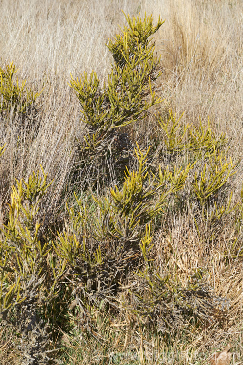 Desert Broom (<i>Carmichaelia petriei</i>), a leafless, summer-blooming shrub that occurs naturally in cold, dry inland areas of New Zealand's South Island from Lake. Pukaki to central Otago and Southland. Its clusters of small, purple and cream flowers. The stems are usually yellow green and under ideal conditions, small bright green leaves may appear briefly. Order: Fabales, Family: Fabaceae