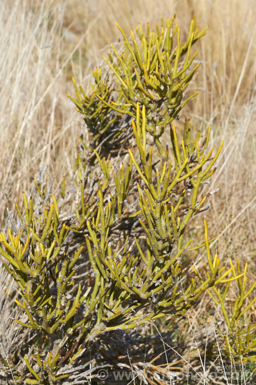 Desert Broom (<i>Carmichaelia petriei</i>), a leafless, summer-blooming shrub that occurs naturally in cold, dry inland areas of New Zealand's South Island from Lake. Pukaki to central Otago and Southland. Its clusters of small, purple and cream flowers. The stems are usually yellow green and under ideal conditions, small bright green leaves may appear briefly. Order: Fabales, Family: Fabaceae