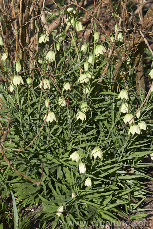 Fritillaria thunbergii, native to temperate Asia, where it is sometimes used medicinally, this spring-flowering bulb has flower stems to 75cm high and is easily cultivated. fritillaria-2190htm'>Fritillaria. <a href='liliaceae-plant-family-photoshtml'>Liliaceae</a>.