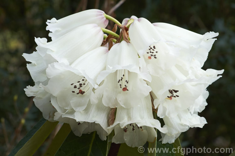 Rhododendron grande, one of the Grandia series of large-leaved species, this evergreen shrub or small tree can grow to 10m tall and has heavily veined leaves up to 30cm long. The flower trusses, pink in bud opening pale cream to white with a deep purple-red base inside around the nectaries, are made up of up to 25 flowers each of which can reach 50mm long. It is native to northern India, Nepal and neighbouring parts of China