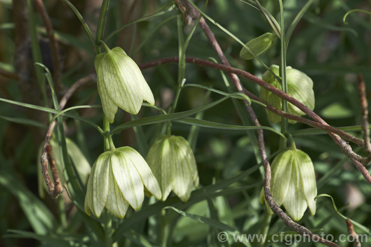 Fritillaria thunbergii, native to temperate Asia, where it is sometimes used medicinally, this spring-flowering bulb has flower stems to 75cm high and is easily cultivated. fritillaria-2190htm'>Fritillaria. <a href='liliaceae-plant-family-photoshtml'>Liliaceae</a>.