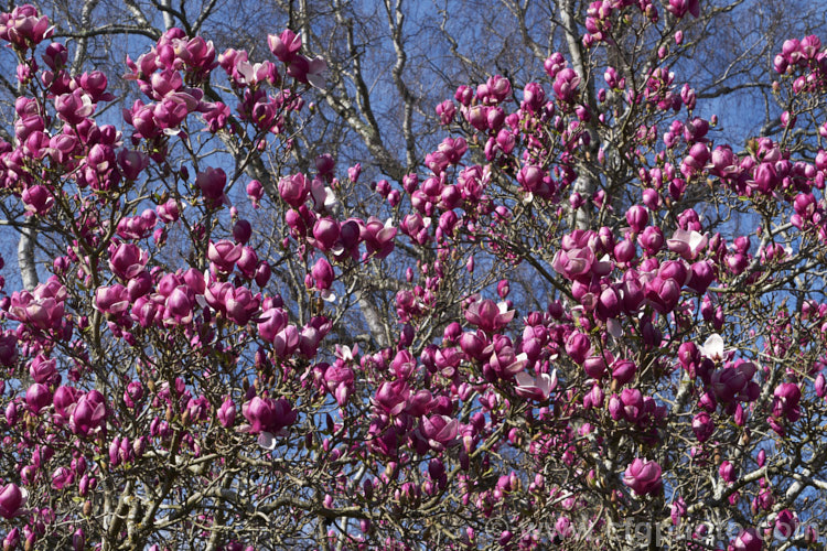 Magnolia x soulangiana 'Lennei', a quick-growing cultivar with large goblet-shaped blooms. The purple-pink flower has a white interior. It is thought to have originated in Italy around 1850. Order: Magnoliales, Family: Magnoliaceae