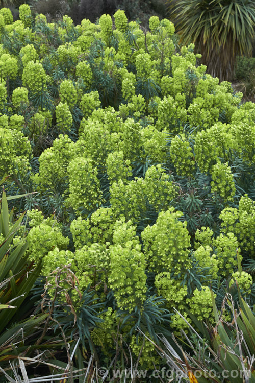 Euphorbia characias subsp. wulfenii, a woody, long-flowering sub-shrub from the western Mediterranean that often self-sows and naturalises in suitable climates. This commonly grown subspecies differs from the species in that its floral glands are yellow green, not purple-brown, creating an all-over yellow-green flowerhead