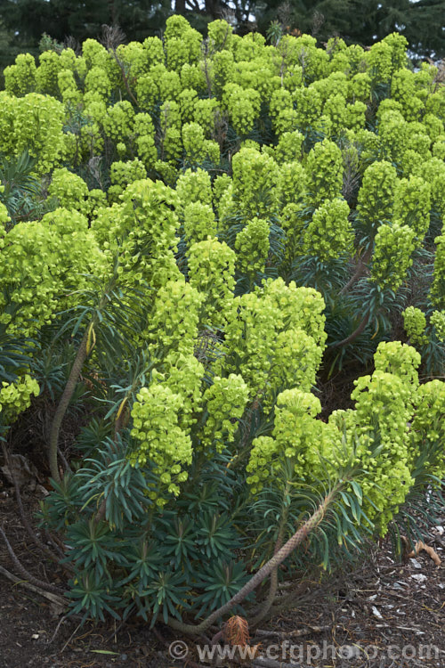 Euphorbia characias subsp. wulfenii, a woody, long-flowering sub-shrub from the western Mediterranean that often self-sows and naturalises in suitable climates. This commonly grown subspecies differs from the species in that its floral glands are yellow green, not purple-brown, creating an all-over yellow-green flowerhead