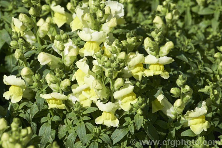 <a href='plantaginaceae-plant-family-photoshtml'>Plantaginaceae</a>