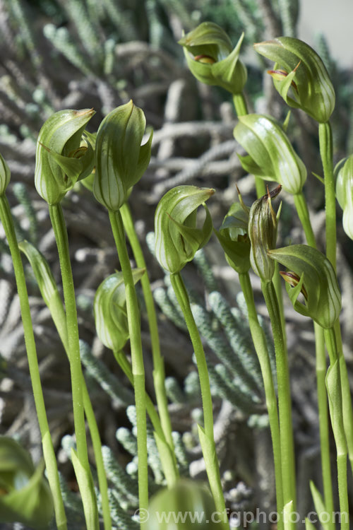 Blunt. Greenhood (<i>Pterostylis curta</i>), a spring-flowering terrestrial orchid native to southeastern Australia, Lord. HoweIsland and New Caledonia. Its flowers are up to 35mm wide and occur on sturdy stems up to 30cm high. pterostylis-3619htm'>Pterostylis.