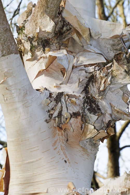 The bark of Betula utilis var. jacquemontii 'Silver Shadow', a near pure white-barked cultivar of the Kashmir and central Nepal form of the Himalayan birch. Usually grafted on Betula utilis stock. betula-2077htm'>Betula. <a href='betulaceae-plant-family-photoshtml'>Betulaceae</a>.