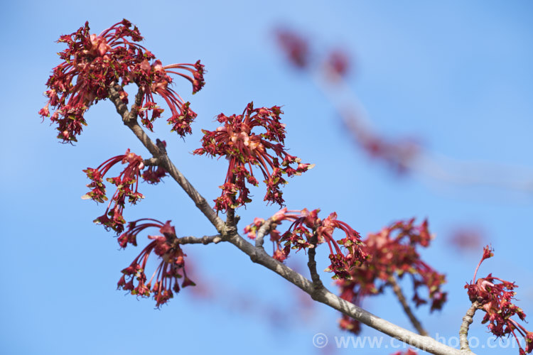 The flowers of <i>Acer rubrum</i> 'Red Sunset', a cultivar of the Canadian, Red, Scarlet or Swamp Maple of eastern and central North America. It is notable for its red young growth and its vivid orange to red autumn foliage colours. Order: Sapindales, Family: Sapindaceae