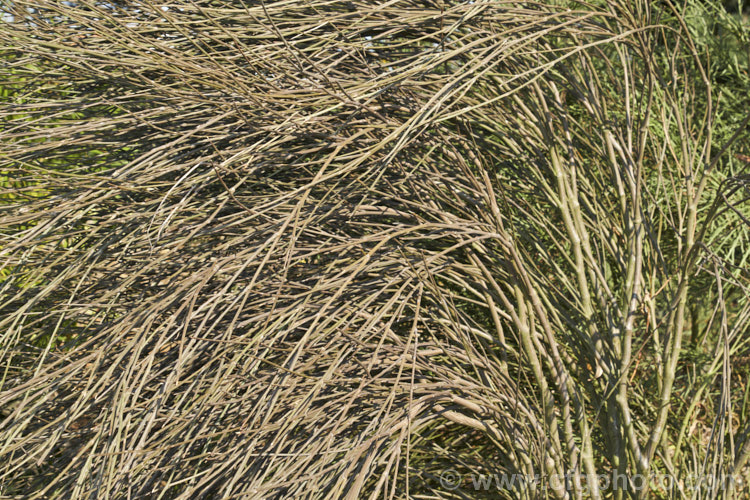 Clifford's Bay Broom (<i>Carmichaelia muritai</i>), a leafless shrub or small tree native to the coastal areas around Kaikoura to southern Marlborough, New Zealand It can grow to as much as 6m tall and in summer produces sprays of small white flowers with purple markings. It is considered to be endangered in the wild. Order: Fabales, Family: Fabaceae