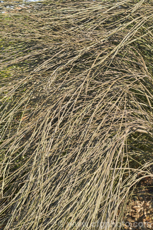 Clifford's Bay Broom (<i>Carmichaelia muritai</i>), a leafless shrub or small tree native to the coastal areas around Kaikoura to southern Marlborough, New Zealand It can grow to as much as 6m tall and in summer produces sprays of small white flowers with purple markings. It is considered to be endangered in the wild. Order: Fabales, Family: Fabaceae