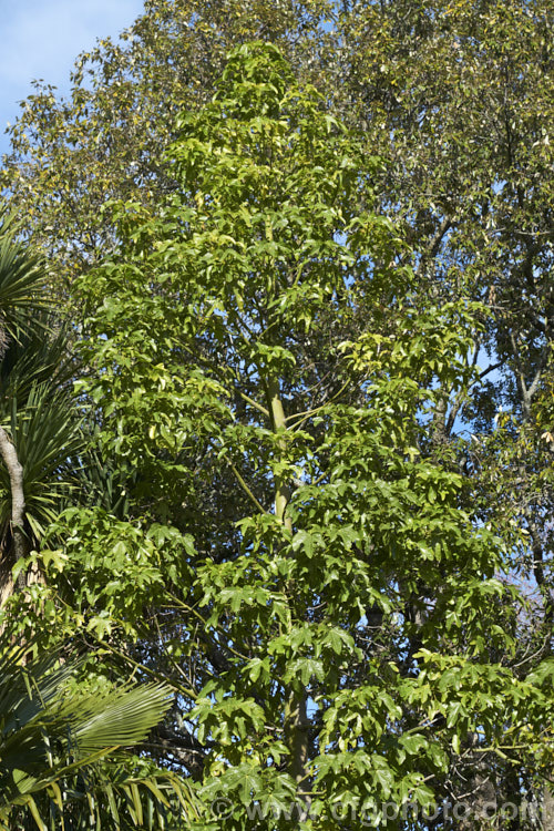 Illawarra. Flame. Tree or Flame. Kurrajong (<i>Brachychiton acerifolius</i>), a tree from eastern New South Wales and Queensland, Australia. Around 15m tall. It is renowned for its vivid red flowers, which stand out all the more clearly as the tree often sheds its leaves before flowering. brachychiton-2607htm'>Brachychiton.