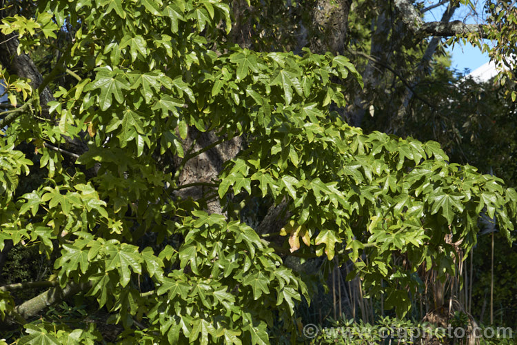 Illawarra. Flame. Tree or Flame. Kurrajong (<i>Brachychiton acerifolius</i>), a tree from eastern New South Wales and Queensland, Australia. Around 15m tall. It is renowned for its vivid red flowers, which stand out all the more clearly as the tree often sheds its leaves before flowering. brachychiton-2607htm'>Brachychiton.