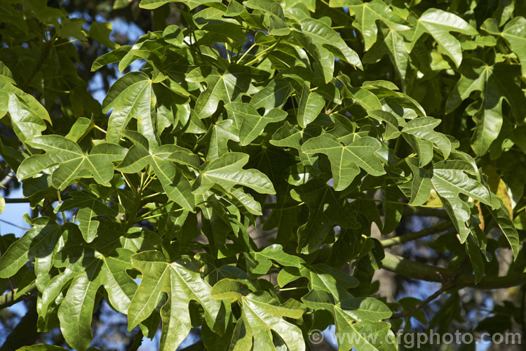 Illawarra. Flame. Tree or Flame. Kurrajong (<i>Brachychiton acerifolius</i>), a tree from eastern New South Wales and Queensland, Australia. Around 15m tall. It is renowned for its vivid red flowers, which stand out all the more clearly as the tree often sheds its leaves before flowering. brachychiton-2607htm'>Brachychiton.