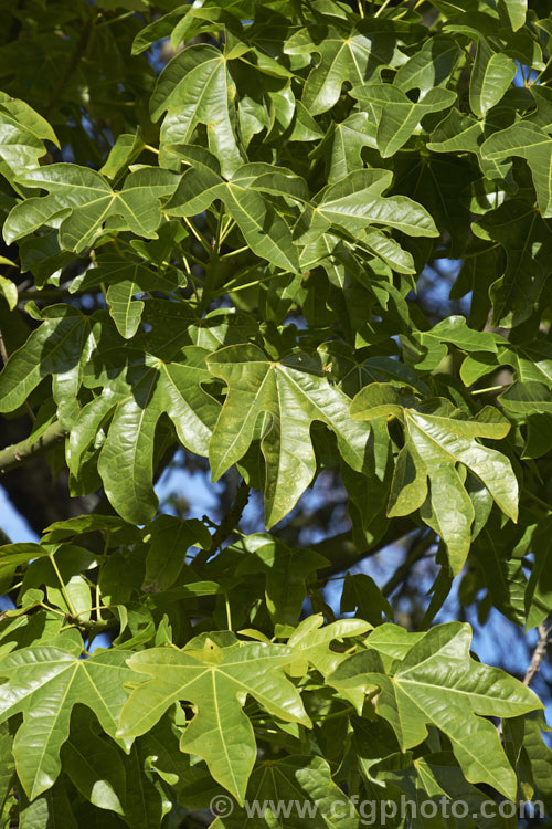 Illawarra. Flame. Tree or Flame. Kurrajong (<i>Brachychiton acerifolius</i>), a tree from eastern New South Wales and Queensland, Australia. Around 15m tall. It is renowned for its vivid red flowers, which stand out all the more clearly as the tree often sheds its leaves before flowering. brachychiton-2607htm'>Brachychiton.