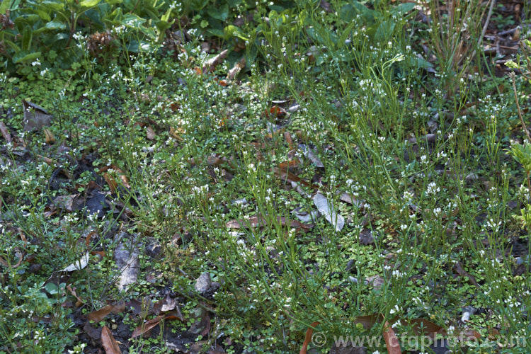 Bitter Cress (<i>Cardamine hirsuta</i>), a small annual or ephemeral weed that self-sows prolifically. Seldom a serious problem in gardens, it can be very difficult to eradicate in container-grown nursery stock. As can be seen here, it will soon cover any patch of bare soil. cardamine-2641htm'>Cardamine. .