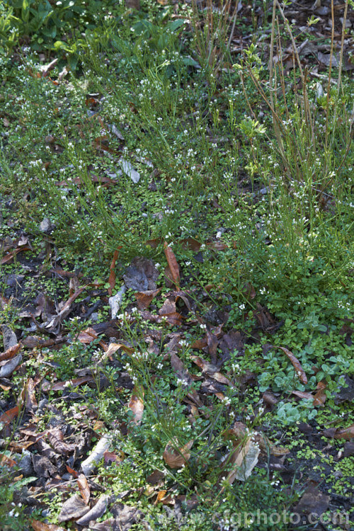 Bitter Cress (<i>Cardamine hirsuta</i>), a small annual or ephemeral weed that self-sows prolifically. Seldom a serious problem in gardens, it can be very difficult to eradicate in container-grown nursery stock. As can be seen here, it will soon cover any patch of bare soil. cardamine-2641htm'>Cardamine. .