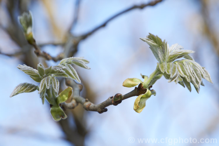 New spring foliage of the Amur. Maackia (<i>Maackia amurensis</i>), a summer-flowering deciduous tree up to 15m tall, though it is usually seen as a large shrub in gardens. Native to the region between northern Korea, China and Siberia, its young growth has a distinctive covering of silvery hairs and is more attractive than the racemes of small cream flowers that open in summer. maackia-3616htm'>Maackia.