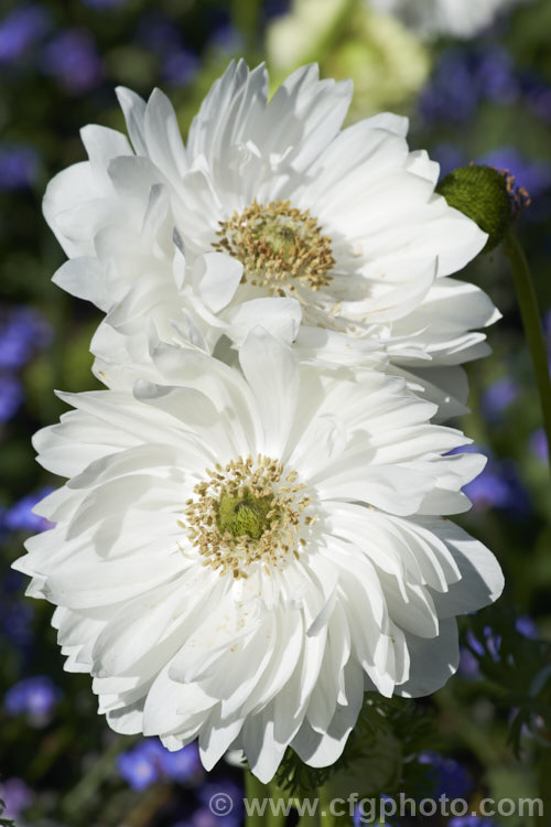 Anemone 'Harmony' Double White, one of the Harmony' series of mixed colour bedding anemones (<i>Anemone coronaria 'Harmony' Mixed</i>), a rhizomatous southern European perennial that has been extensively developed to produce large, fancy flowers 'Harmony' is just one of many strains that have been developed. Order: Ranunculales, Family: Ranunculaceae