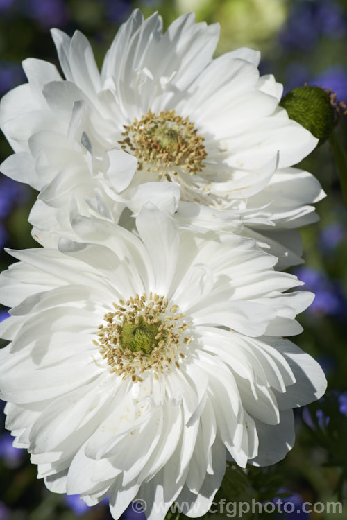 Anemone 'Harmony' Double White, one of the Harmony' series of mixed colour bedding anemones (<i>Anemone coronaria 'Harmony' Mixed</i>), a rhizomatous southern European perennial that has been extensively developed to produce large, fancy flowers 'Harmony' is just one of many strains that have been developed. Order: Ranunculales, Family: Ranunculaceae