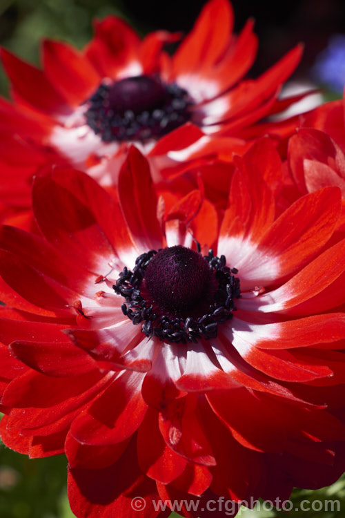 Anemone 'Harmony' Double Red, one of the Harmony' series of mixed colour bedding anemones (<i>Anemone coronaria 'Harmony' Mixed</i>), a rhizomatous southern European perennial that has been extensively developed to produce large, fancy flowers 'Harmony' is just one of many strains that have been developed. Order: Ranunculales, Family: Ranunculaceae