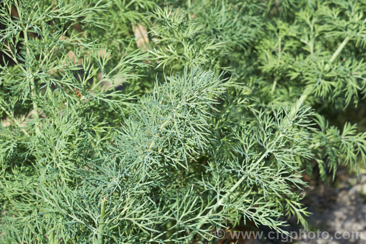 The foliage of a young Dill (<i>Anethum graveolens</i>) plant in spring. This summer-flowering annual umbellifer is native to southern Europe, Russia and southwestern Asia. The oil and seeds are widely used in herbal medicines, principally as a digestive aid and for calming, and the young leaves are popular as a garnish and flavouring. anethum-2338htm'>Anethum.