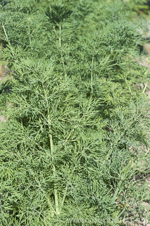 The foliage of a young Dill (<i>Anethum graveolens</i>) plant in spring. This summer-flowering annual umbellifer is native to southern Europe, Russia and southwestern Asia. The oil and seeds are widely used in herbal medicines, principally as a digestive aid and for calming, and the young leaves are popular as a garnish and flavouring. anethum-2338htm'>Anethum.