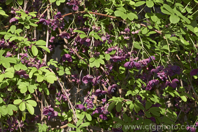 Chocolate. Vine (<i>Akebia quinata</i>), a near-evergreen, spring-flowering climber from China and Japan. The larger female flowers, which are vanilla-scented, are followed by purplish fruits. akebia-2273htm'>Akebia. <a href='lardizabalaceae-plant-family-photoshtml'>Lardizabalaceae</a>.