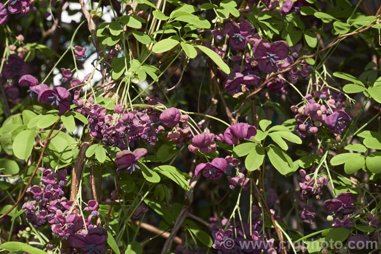 Chocolate. Vine (<i>Akebia quinata</i>), a near-evergreen, spring-flowering climber from China and Japan. The larger female flowers, which are vanilla-scented, are followed by purplish fruits. akebia-2273htm'>Akebia. <a href='lardizabalaceae-plant-family-photoshtml'>Lardizabalaceae</a>.