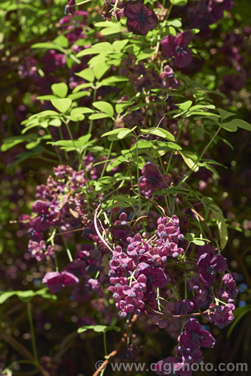 Chocolate. Vine (<i>Akebia quinata</i>), a near-evergreen, spring-flowering climber from China and Japan. The larger female flowers, which are vanilla-scented, are followed by purplish fruits. akebia-2273htm'>Akebia. <a href='lardizabalaceae-plant-family-photoshtml'>Lardizabalaceae</a>.