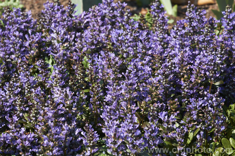 Ajuga reptans 'Purpurea', a purple-bronze-leafed cultivar of the Common Bugle (<i>Ajuga reptans</i>), an evergreen, carpeting, spring- to early summer-flowering European perennial. ajuga-2272htm'>Ajuga.