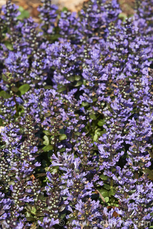 Ajuga reptans 'Purpurea', a purple-bronze-leafed cultivar of the Common Bugle (<i>Ajuga reptans</i>), an evergreen, carpeting, spring- to early summer-flowering European perennial. ajuga-2272htm'>Ajuga.