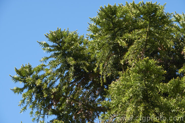 Bunya Bunya (<i>Araucaria bidwillii</i>), a 45m tall evergreen conifer native to Queensland, Australia. It is a near relative of the monkey puzzle tree and Norfolk Island pine. Order: Pinales, Family: Araucariaceae