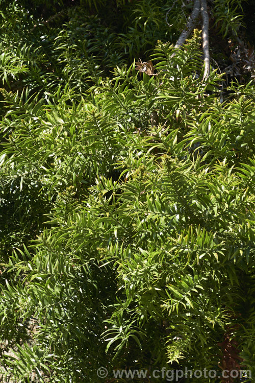 Bunya Bunya (<i>Araucaria bidwillii</i>), a 45m tall evergreen conifer native to Queensland, Australia. It is a near relative of the monkey puzzle tree and Norfolk Island pine. Order: Pinales, Family: Araucariaceae