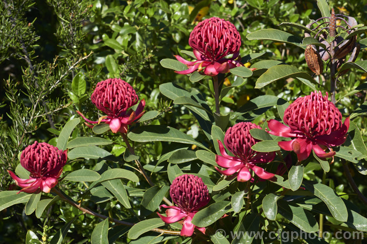 New South Wales. Waratah (<i>Telopea speciosissima</i>), an evergreen, spring-flowering shrub or small tree native to southeastern Australia. It grows to around 6m tall, often with a considerable spread. grevillea-2011htm'>Grevillea... Order: Proteales, Family: Proteaceae