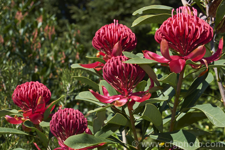 New South Wales. Waratah (<i>Telopea speciosissima</i>), an evergreen, spring-flowering shrub or small tree native to southeastern Australia. It grows to around 6m tall, often with a considerable spread. grevillea-2011htm'>Grevillea... Order: Proteales, Family: Proteaceae