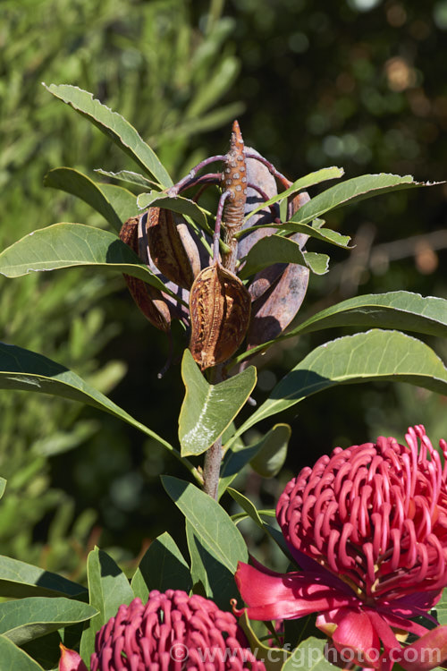 The open seedpod of the New South Wales. Waratah (<i>Telopea speciosissima</i>), an evergreen, spring-flowering shrub or small tree native to southeastern Australia. It grows to around 6m tall, often with a considerable spread. grevillea-2011htm'>Grevillea... Order: Proteales, Family: Proteaceae