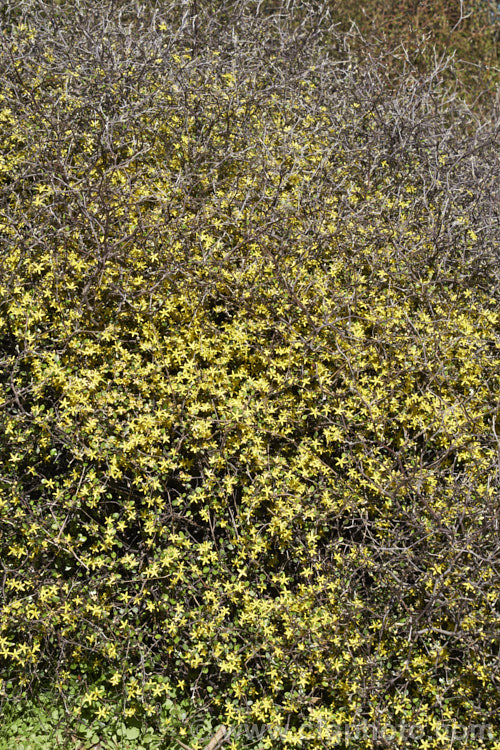 Corokia cotoneaster photo at Pictures of Plants stock image library