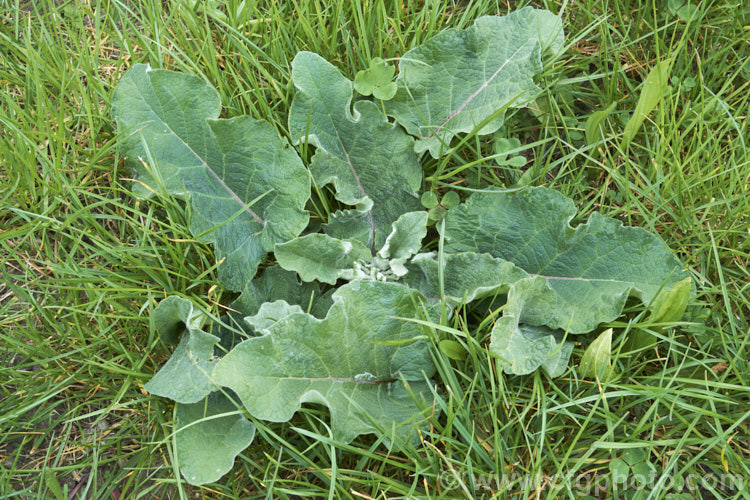 The overwintering foliage rosette of the Great Burdock or Giant Burdock (<i>Arctium lappa</i>), a 15-18m high Eurasian biennial widely used as a medicinal herb, primarily for skin diseases. It also has edible leaves. Order: Asterales, Family: Asteraceae